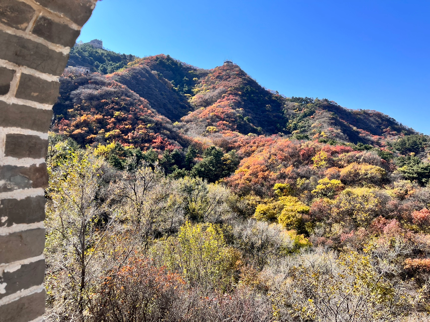 深度剖析（欲钱飞上蓝天空，长城内外尽朝绿）打一准确生肖动物