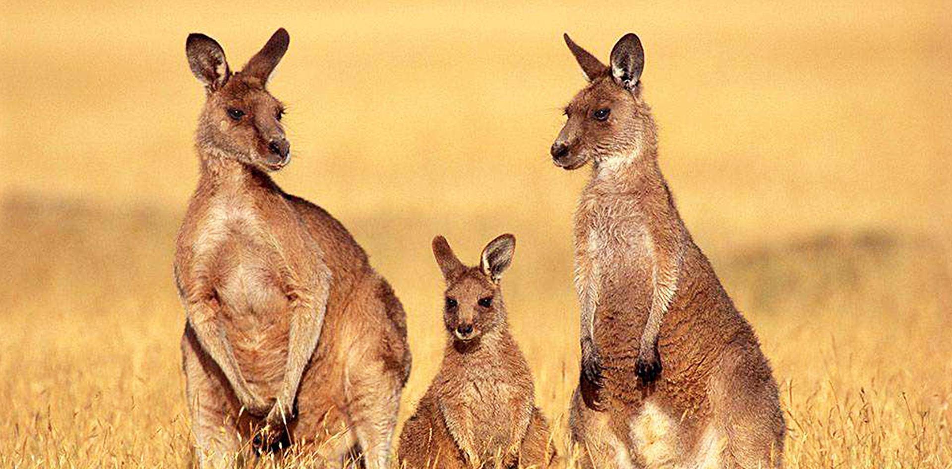 家点评（春色满园关不住，佳人妩媚天际来）代表什么动物