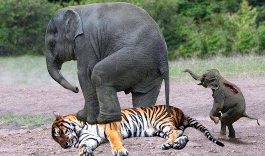 专家解析（五湖四海）打一动物