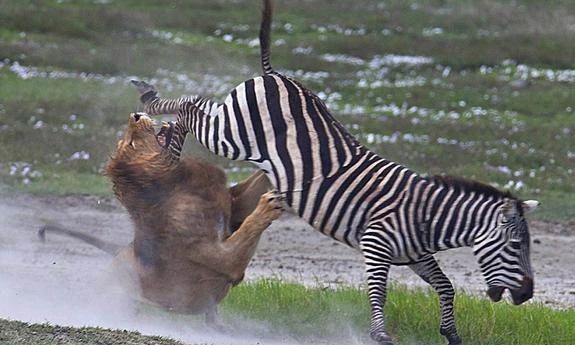 观点输出（稀里哗啦）打一动物