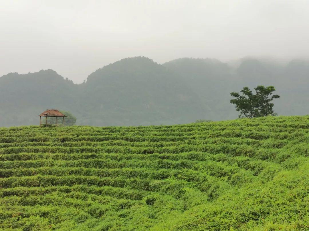 深度报道（梨花落后二清明，三五少年容易老）猜一数字