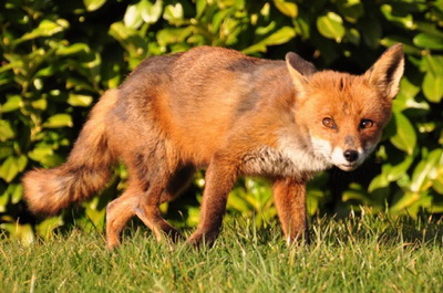 技术阐释（三衰六旺皆前定，出奇入神柳与花）代表什么动物