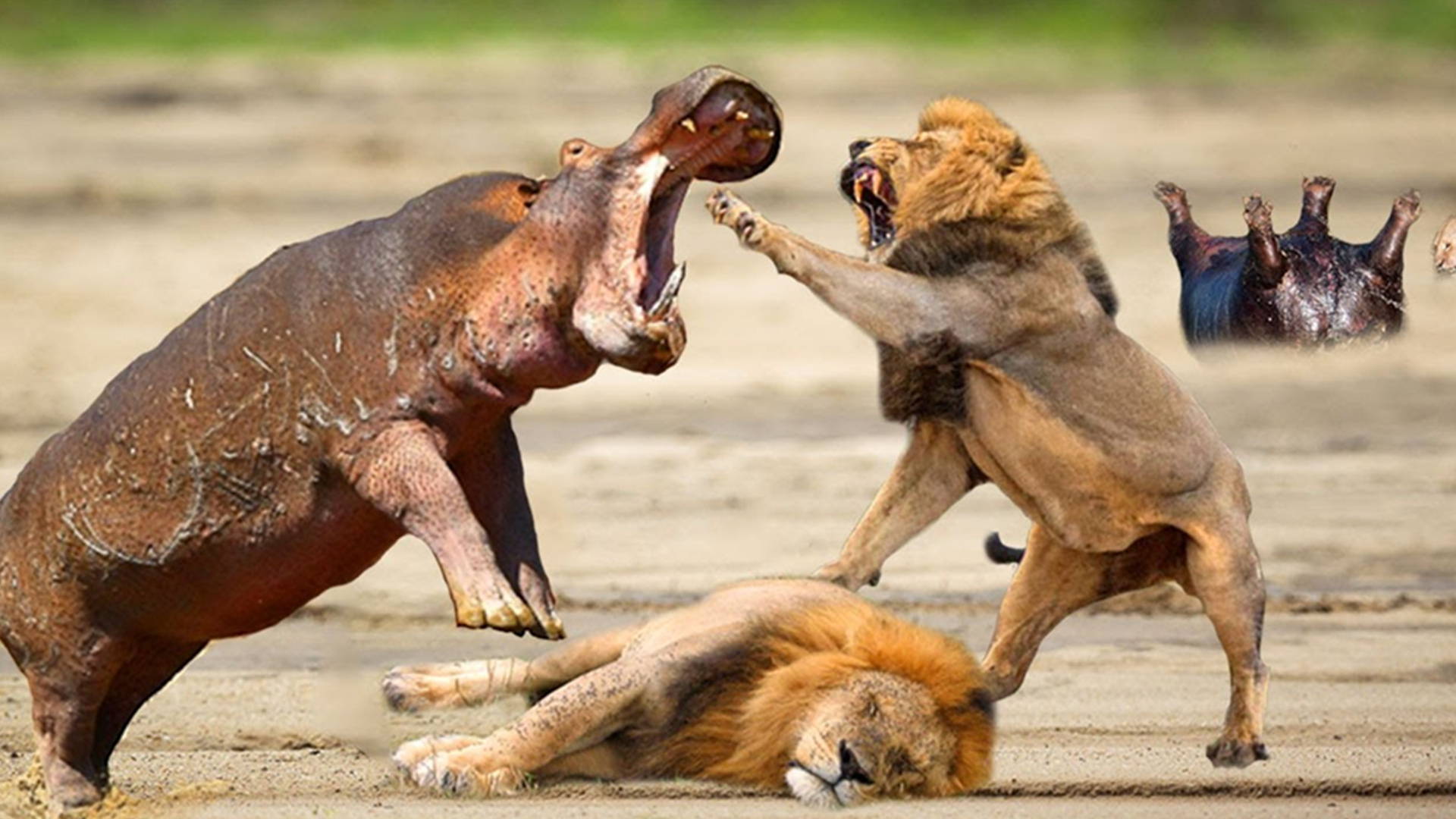 专家解析（五湖四海）打一动物