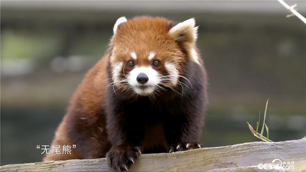 权威解读（霓旌照耀麒麟）猜本期动物