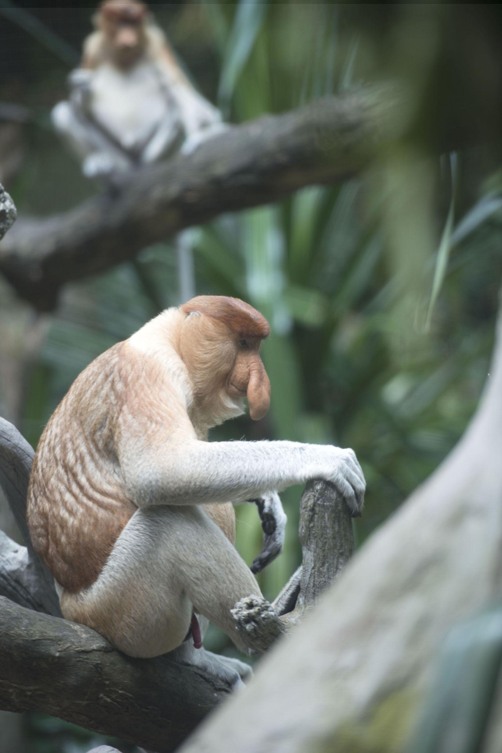 特讯（得定靈碼投下注，說破玄機不为奇）指什么动物