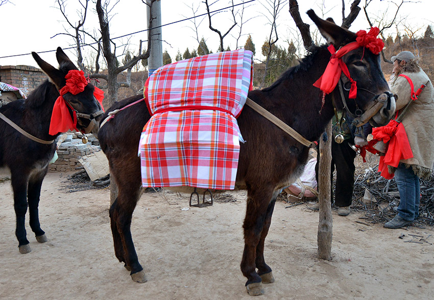 权威解读（金木两行可中特，老猴骑马倒着走。打一准确生肖