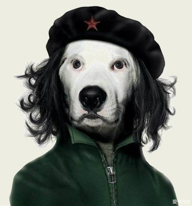 条理讲解（人模狗样）打一生肖动物