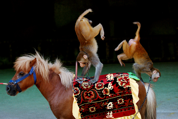 一手资讯（金木两行可中特，老猴骑马倒着走。打一准确生肖