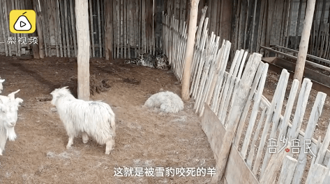 深度剖析（羊落虎口）最佳答案