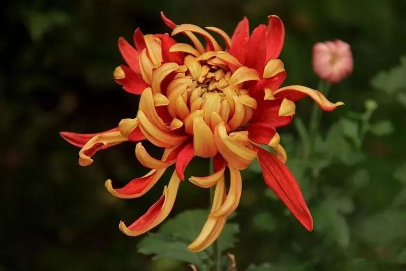 专家解析（三衰六旺皆前定，出奇入神柳与花）代表什么生肖,打一准确最佳谜底