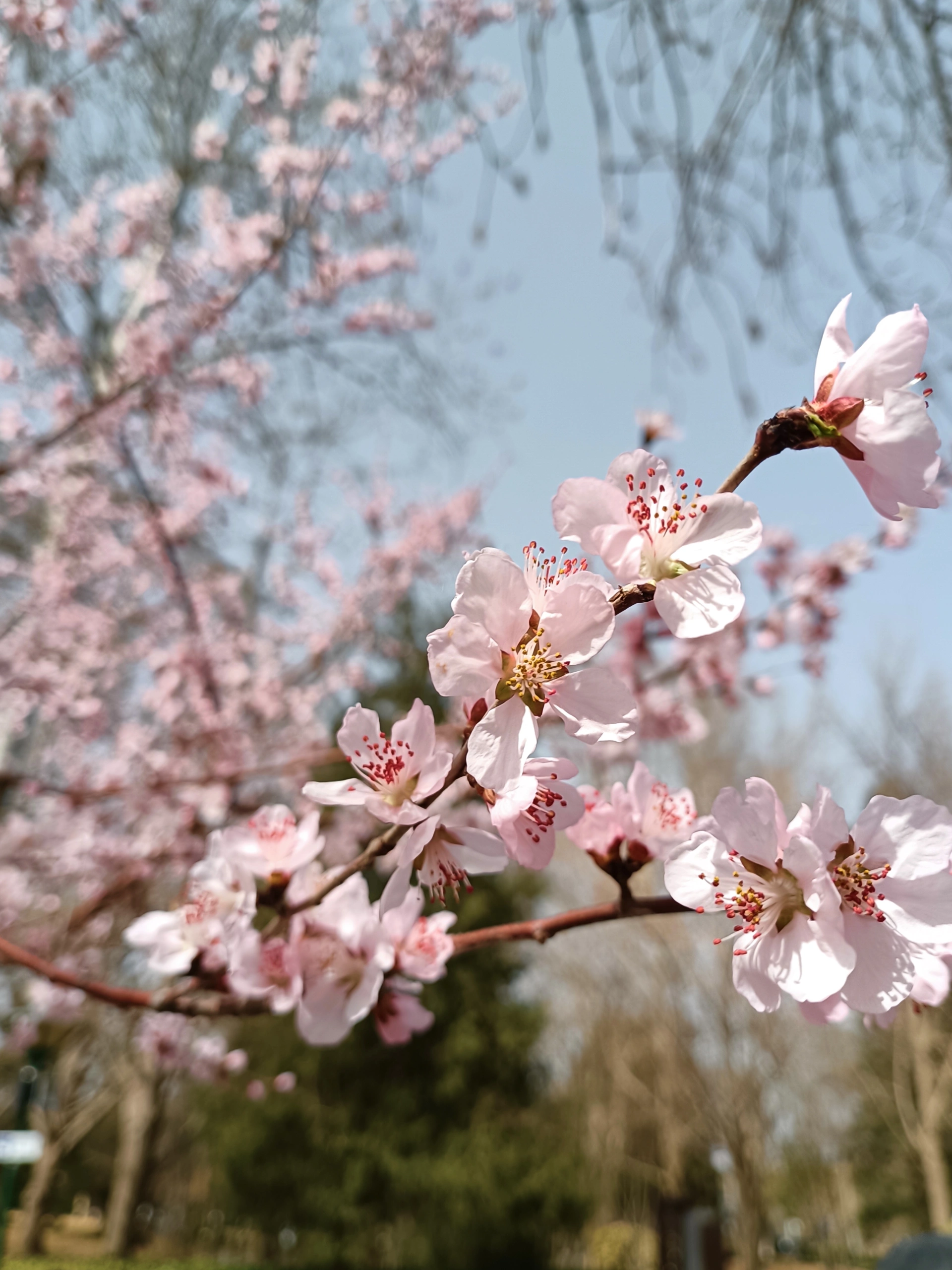 趋势研判（春色满园关不住，佳人妩媚天际来）本期动物