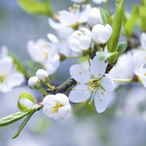 权威解读（梨花落后二清明，三五少年容易老）指什么动物