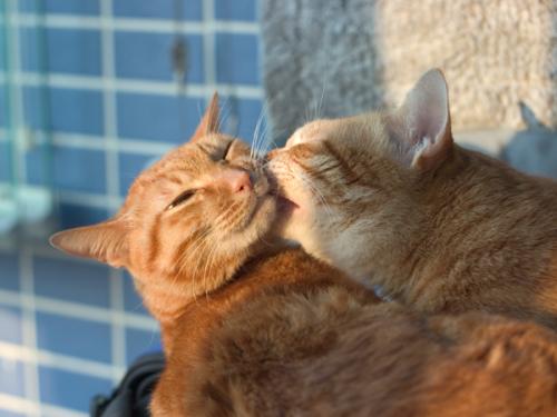 实战解析（英雄难过美人关，牛鬼蛇神合数来）打一动物