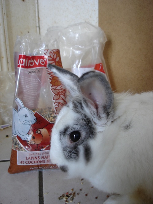 独家专访（天黑风急虎盗兔，馬食夜草猴旁颧）打一动物