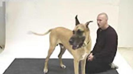 技术阐释（人模狗样）打一生肖动物