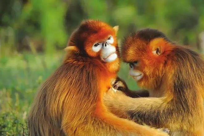 学术阐释（千变万化猴机灵，家有客人来半天）打一最佳最佳生肖词语