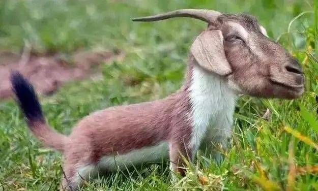 逐项解读（稀里哗啦）猜一准确动物