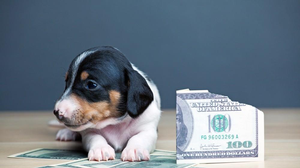 学术阐释（君不用问知其数，欲钱大方的动物）指哪个生肖