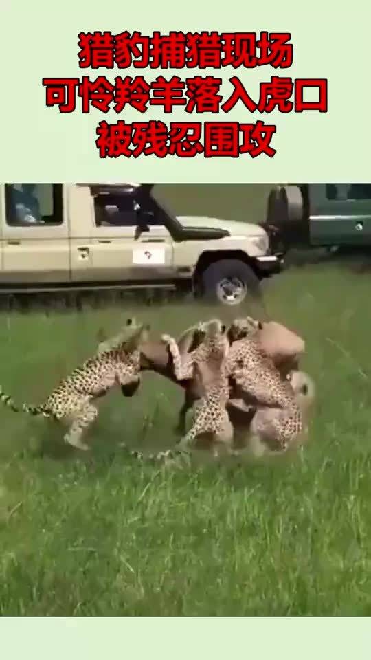 独家视点（羊落虎口）代表什么动物