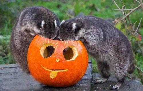 专家解析（天黑风急虎盗兔，馬食夜草猴旁颧）指啥动物