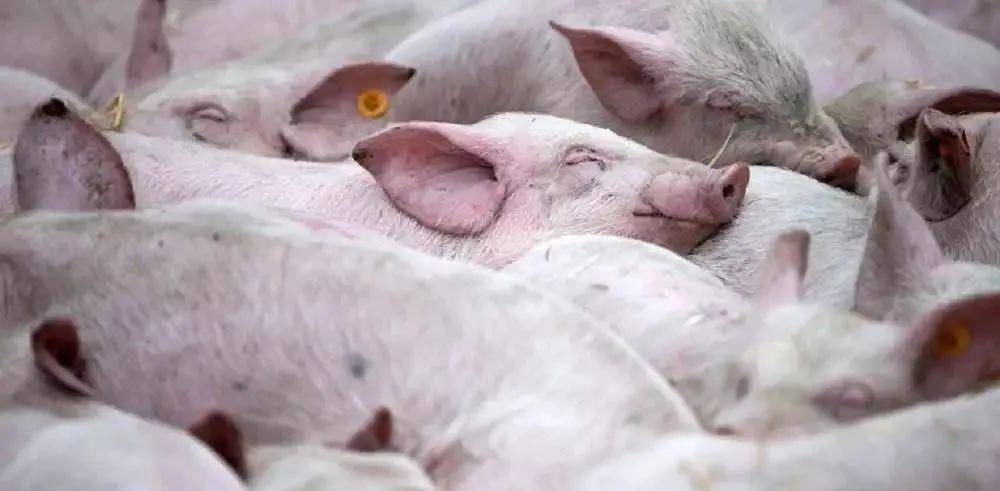 独家观察（今期猪马鸡出特，棠树空留鹤岭前）代表什么生肖,打一准确最佳谜底