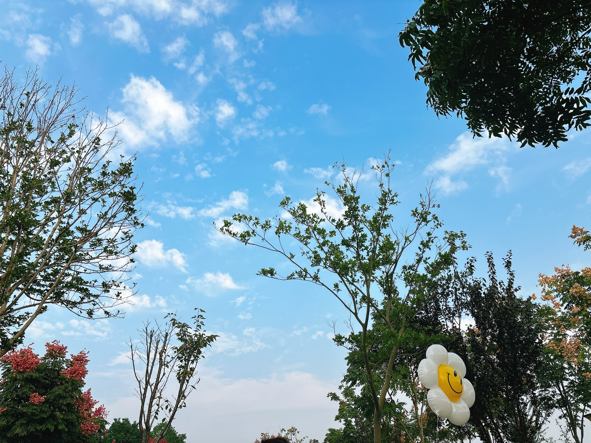 独家观察（风后日丽好劳动）代表什么动物