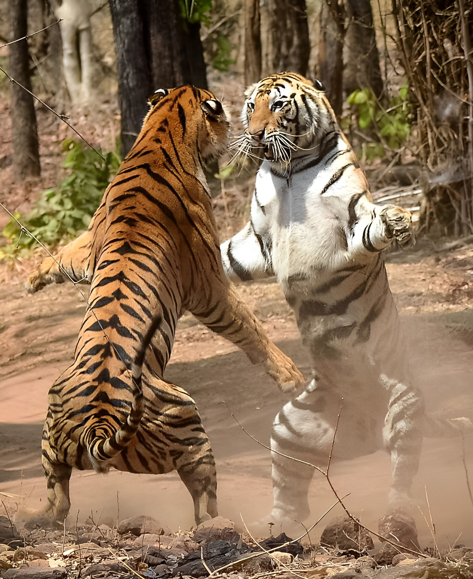 观点输出（稀里哗啦）打一动物