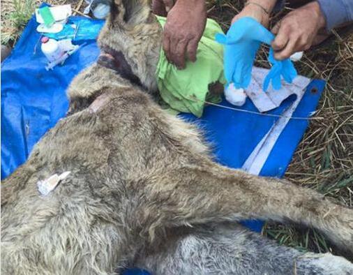 权威解读（蓝天绿地鸟儿飞，挑得蓝里便是来）猜一准确动物