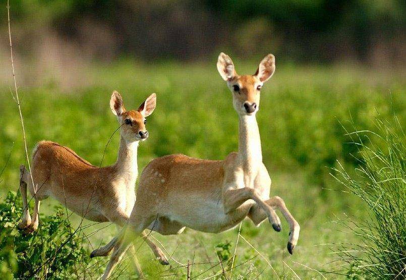 内幕披露（一分神似）代表什么动物