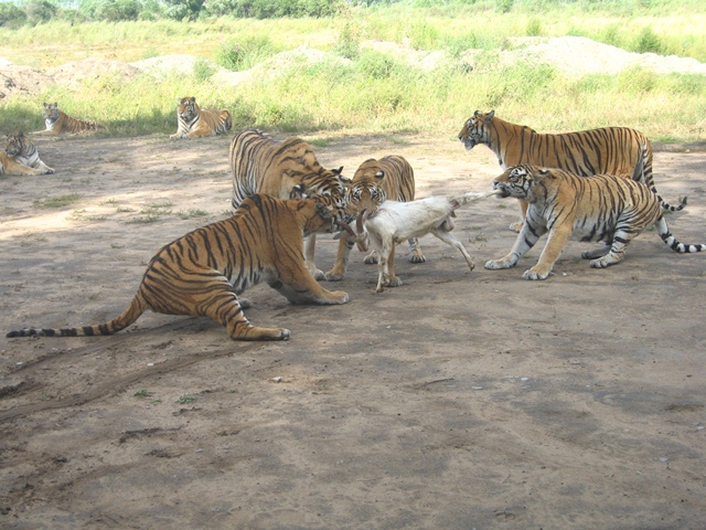 热点剖析（羊落虎口）代表什么动物