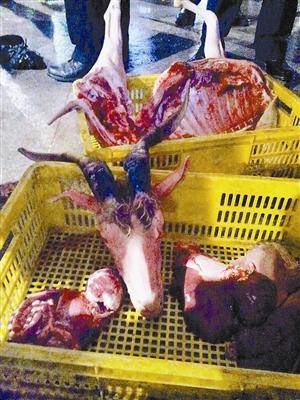 独家专访（羊头狗肉画虎皮，一言九鼎蛇太子。本期动物