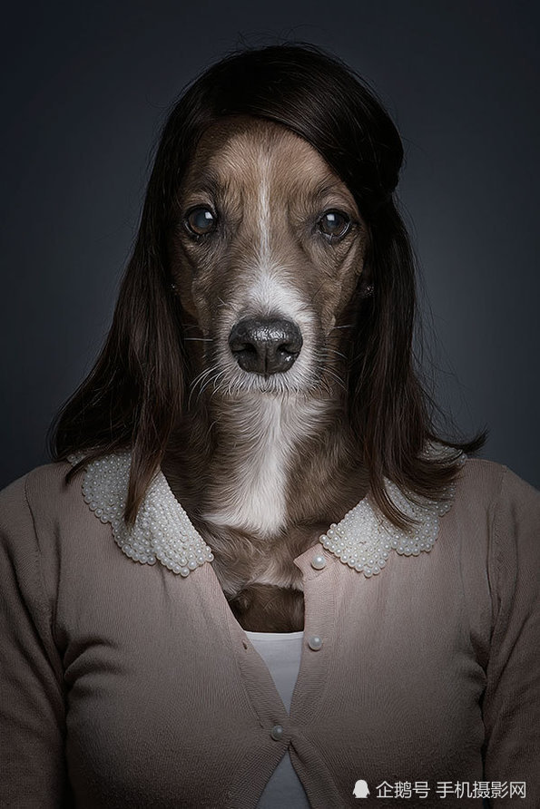 条理讲解（人模狗样）打一生肖动物