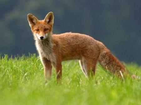 专家解析（天黑风急虎盗兔，馬食夜草猴旁颧）指啥动物