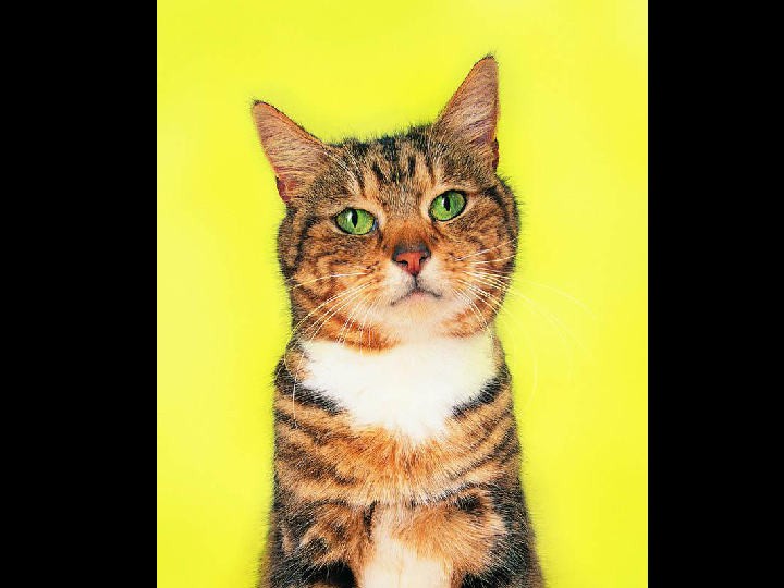 热点剖析（照猫画虎）猜一生肖