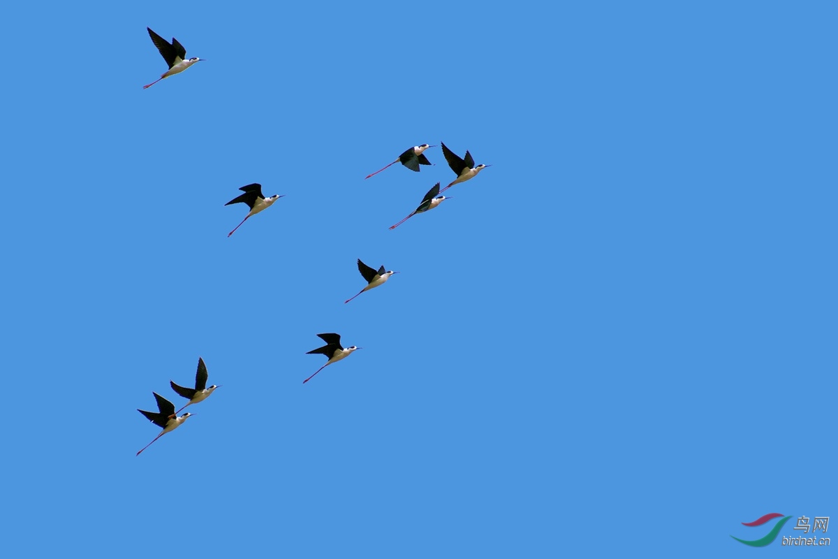 热点剖析（蓝天绿地鸟儿飞，挑得蓝里便是来）猜一数字