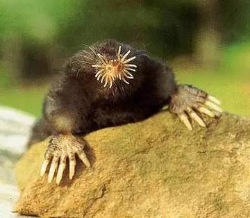 行家点评（君不用问知基数，只观浮云风雨目）猜一准确动物