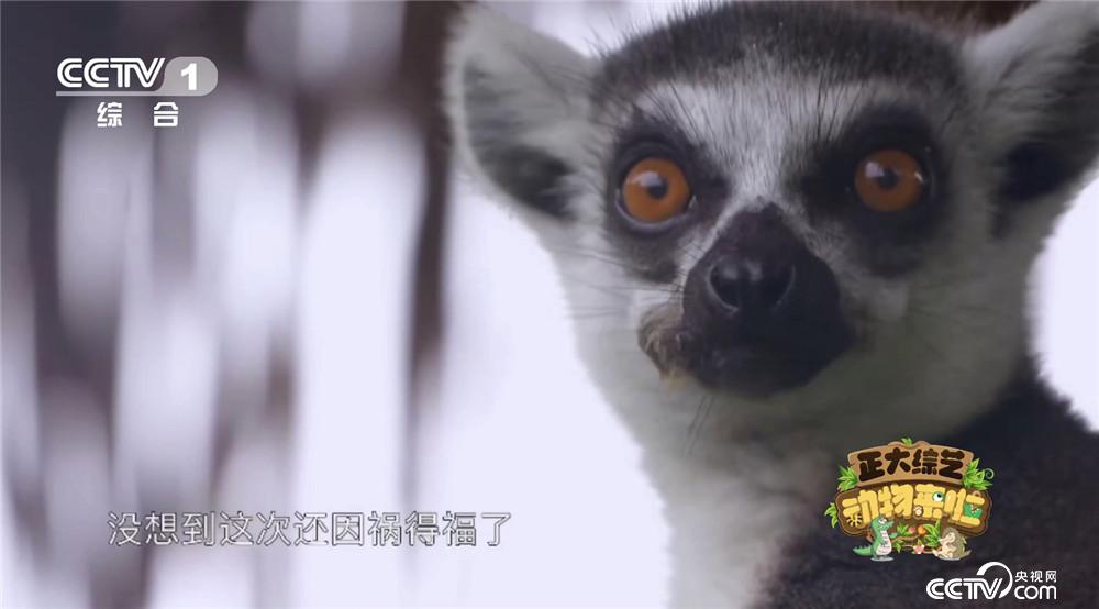 全面阐释（揚威抖擞）猜本期动物