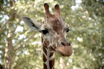 观点输出（欲横沙场）指啥动物