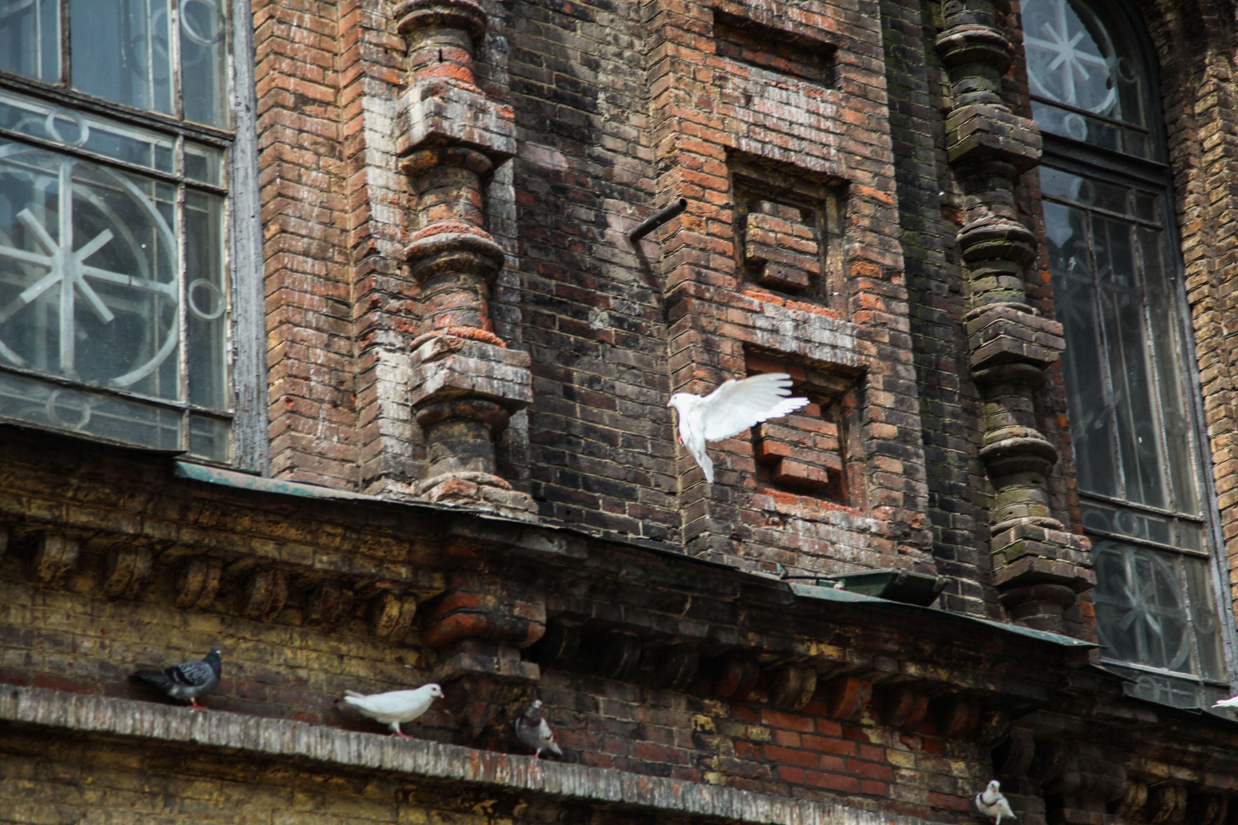 专家解析（孙子兵法）猜本期生肖
