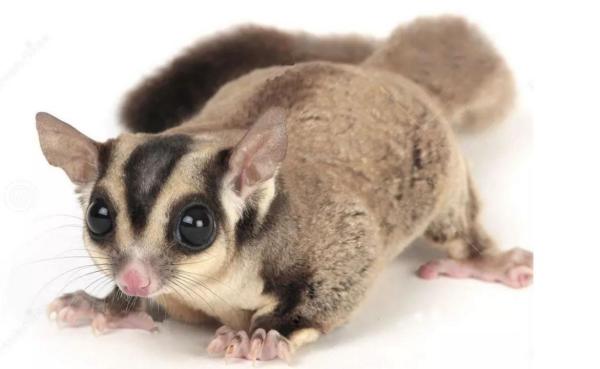 专家解析（天黑风急虎盗兔，馬食夜草猴旁颧）指啥动物