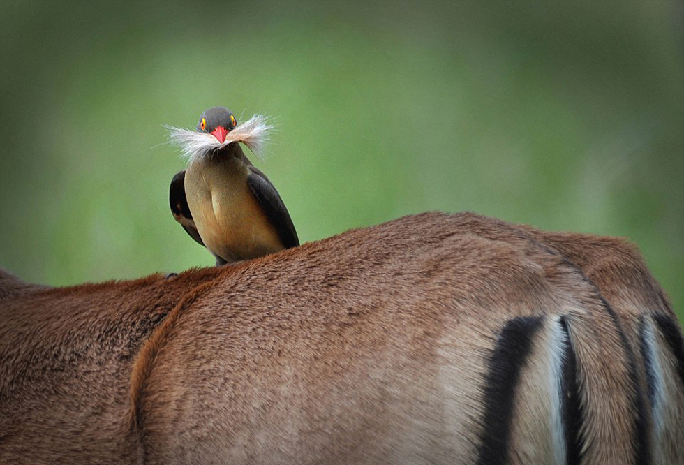 深度报道（舍生忘死）本期动物