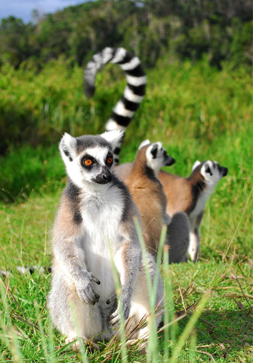 图文解析（春虎夏蛇逐野兔，水火不容两相斗）打一最佳动物