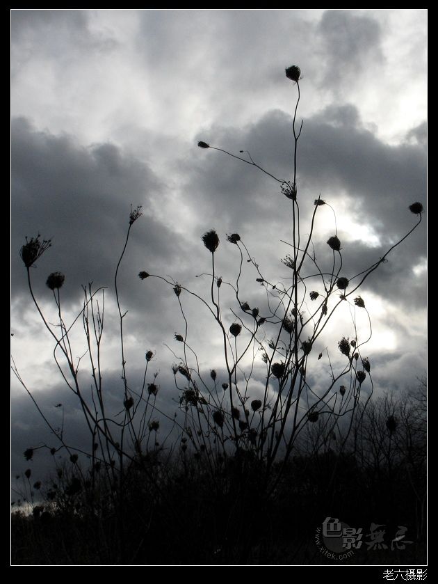 图文解析（心乱如麻）打一最佳最佳生肖词语