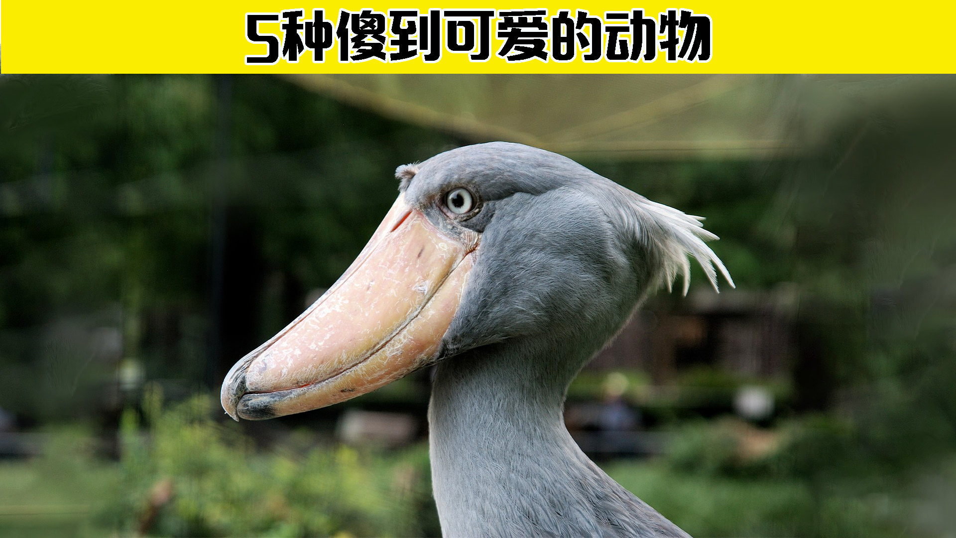 独家解读（霓旌照耀麒麟）本期动物