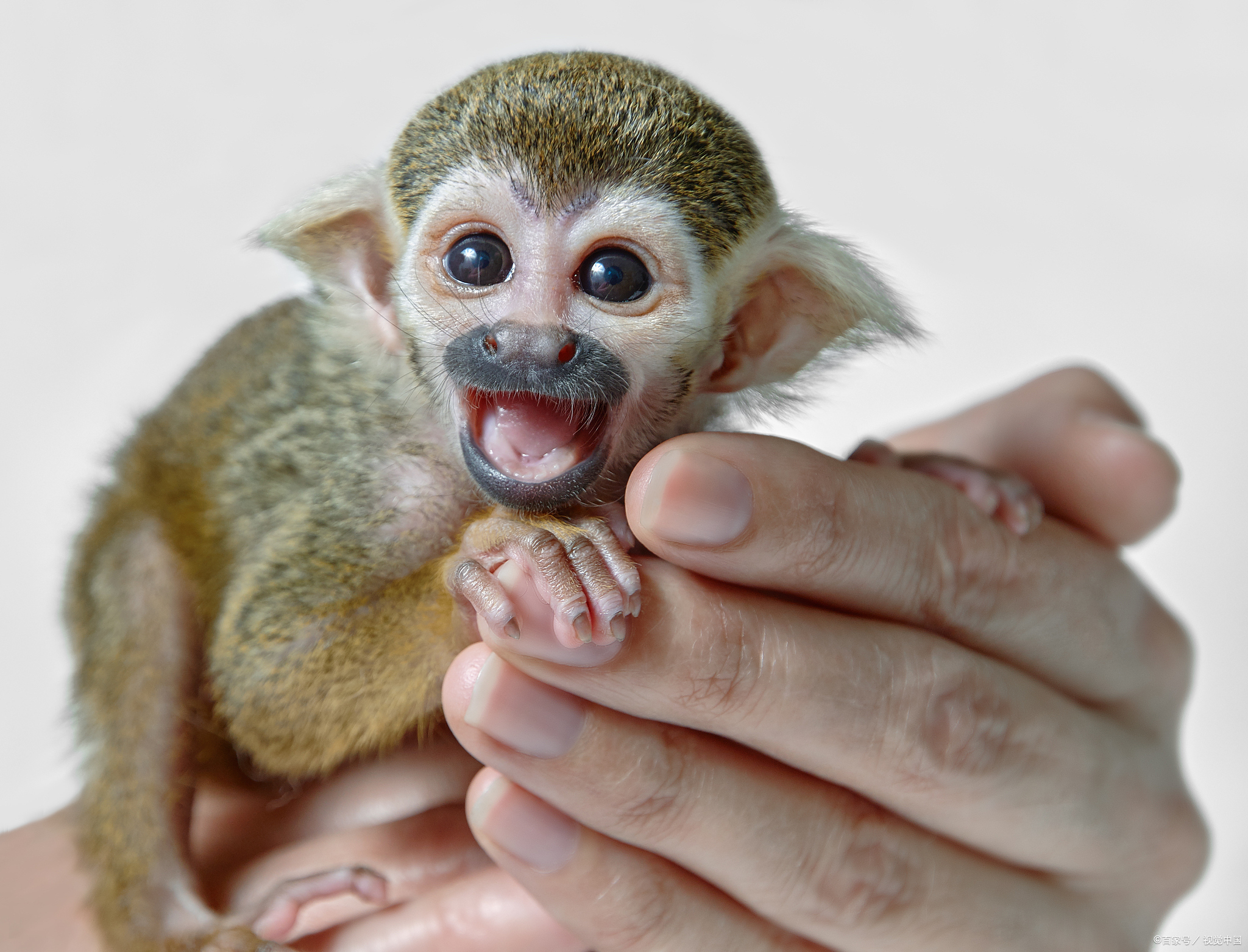 热点剖析（金银财宝一大把）指啥动物