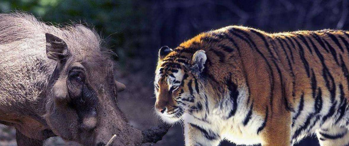 独家新闻（马到成功）打一准确动物