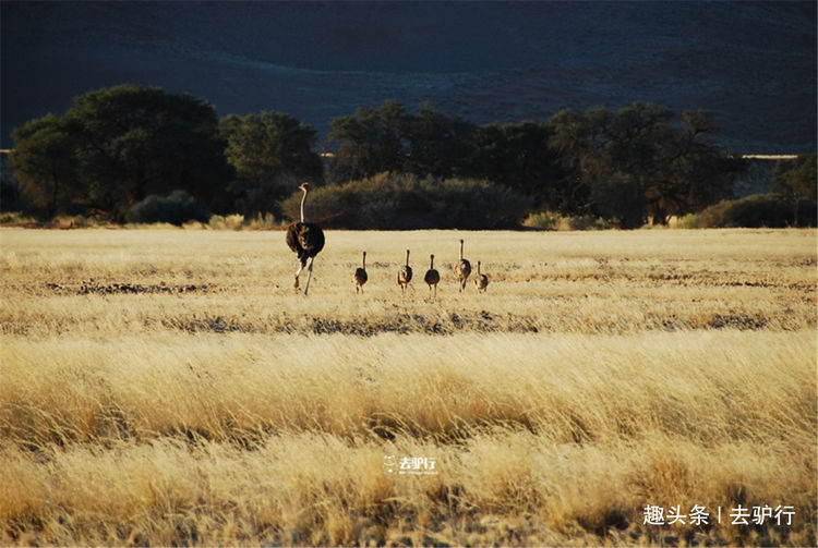行家点评（寸草不生）是什么生肖