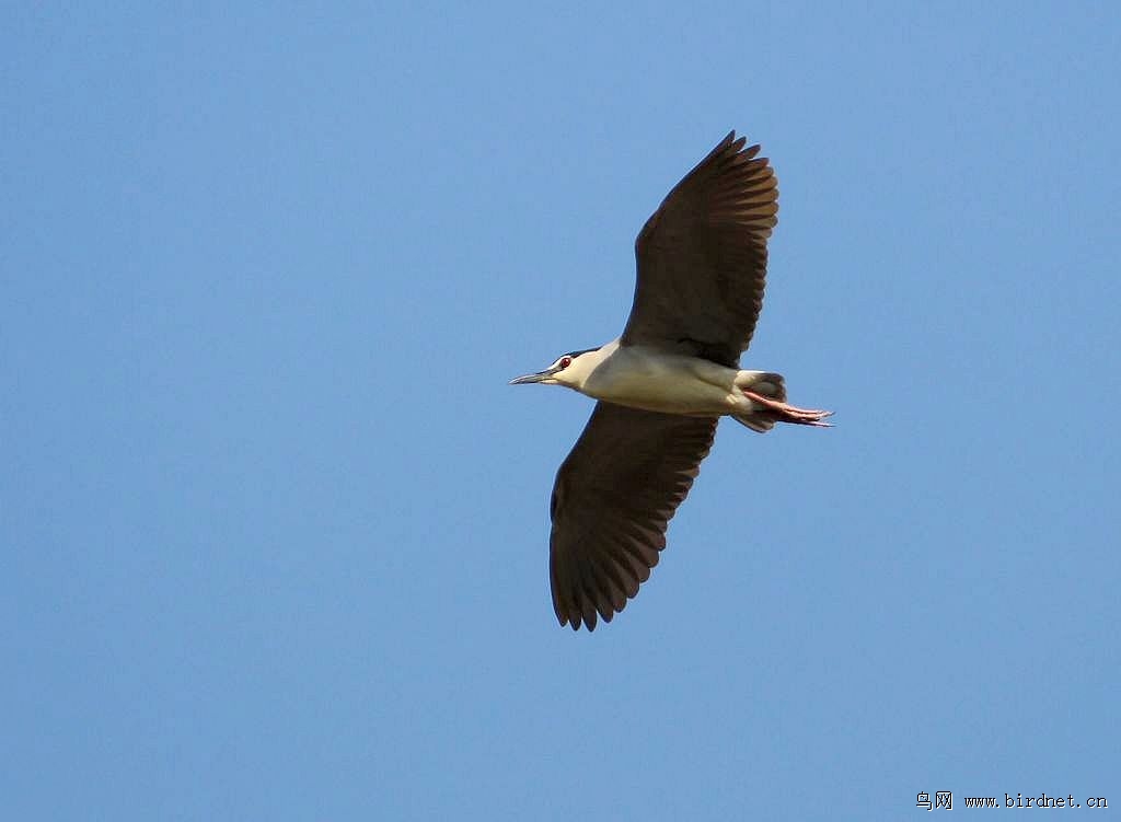 热点剖析（蓝天绿地鸟儿飞，挑得蓝里便是来）猜一数字