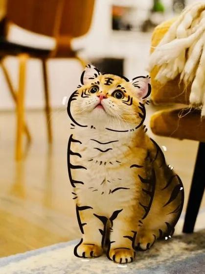 独家调查（照猫画虎）打一生肖