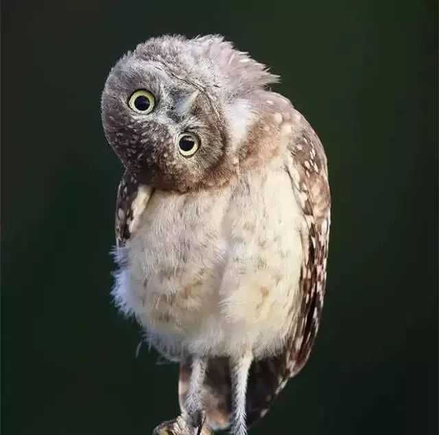 技术阐释（不为小利误前途，羽辙交弛夕阳下）比喻什么动物